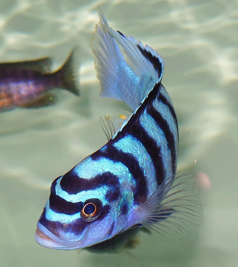 Maylandia fainzilberi 'Chirwa Island'